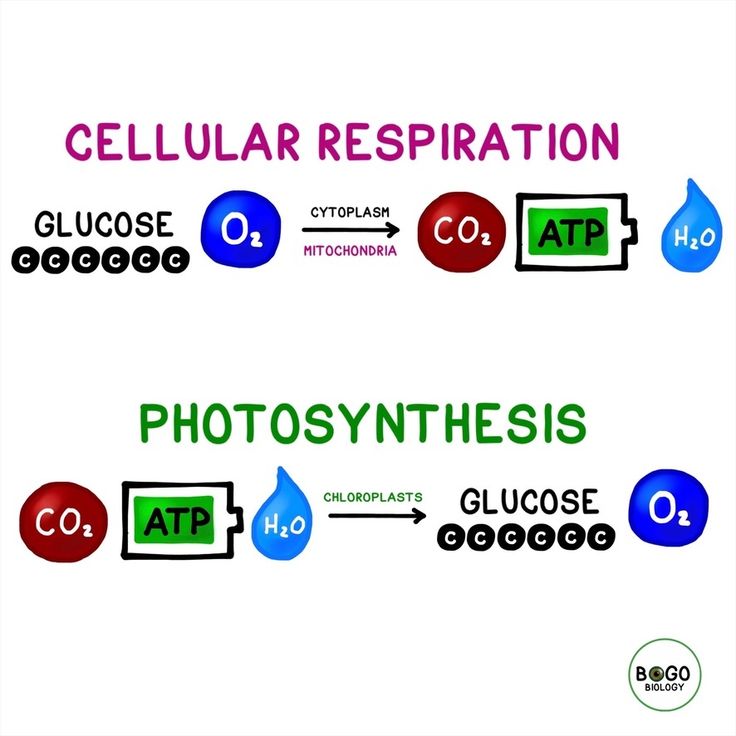 Chemical Equations For Photosynthesis And Cellular Respiration Worksheet Chemical Equations For Photosynthesis And Cellular Respiration Worksheet