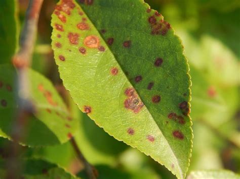 Recognizing and Treating Cherry Bush Diseases