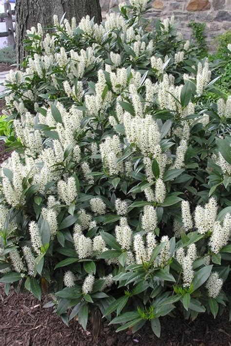 Cherry Laurel Otto Luyken Shrub 1 Gal Hardy Fragrant Beautful