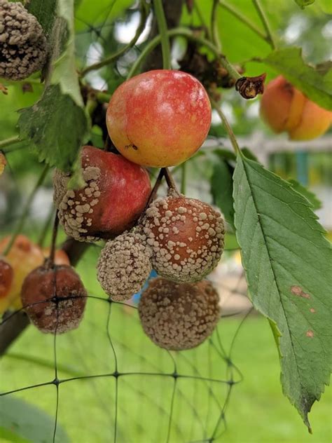 Common Cherry Tree Diseases: A Visual Guide