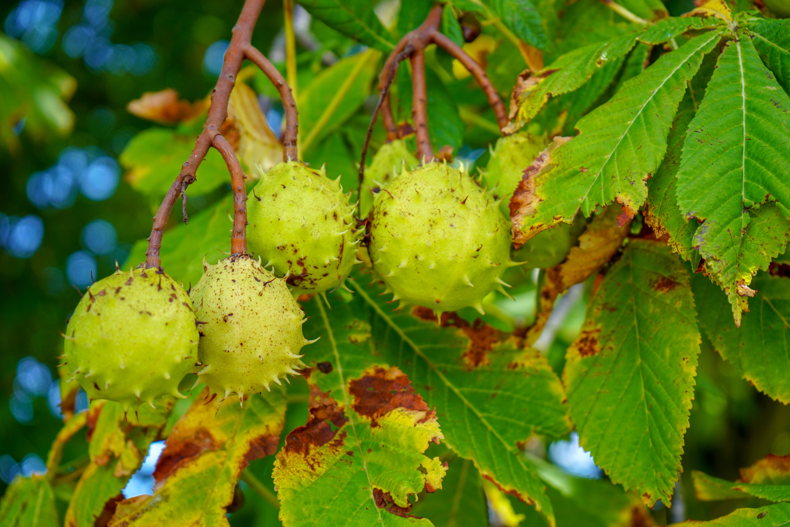 Chestnut Tree Leaves: A Visual Journey