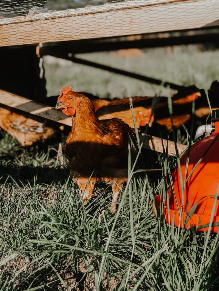 5 Key Facts About Chicken Farming