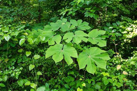 5 Ways to Nurture Chinese Parasol Trees