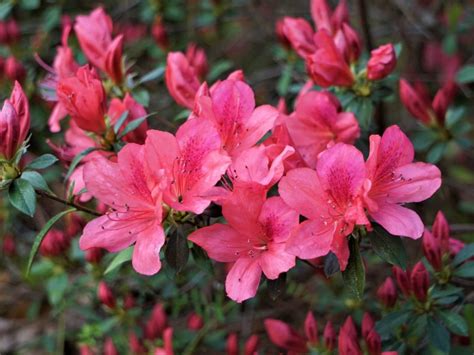 Choosing The Right Soil For Your Azaleas Plant What You Need To Know Choosing The Right Soil For Your Azaleas Plant What You Need To Know