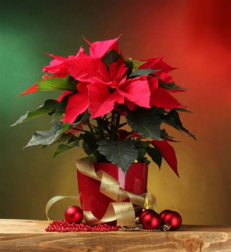 The Perfect Poinsettia Care Guide: 5 Tips