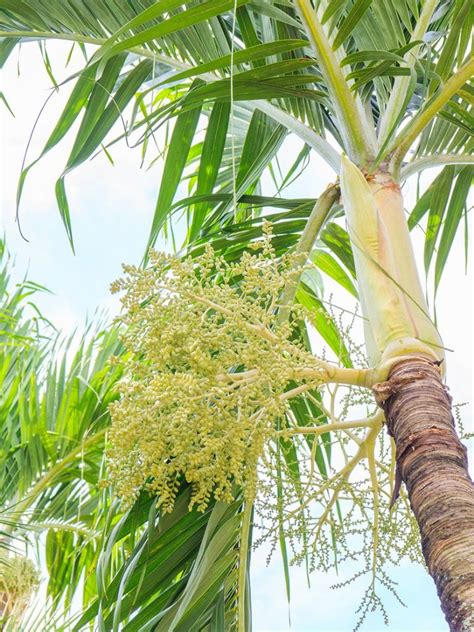 5 Signs Your Christmas Palm is Sick