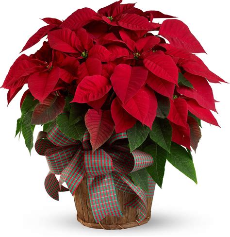 5 Ways to Decorate with Red Christmas Plants