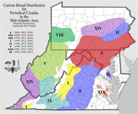 5 Quick Tips: Cicadas in Pennsylvania 2024