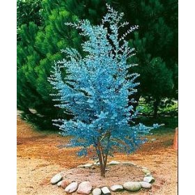 Unveiling the Cider Gum Eucalyptus: Nature's Wonder