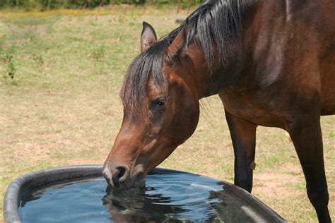 The Ultimate Guide: Clean Water Troughs
