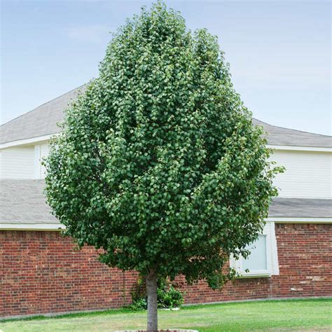 Maximizing Cleveland Pear Tree Growth: 4 Tips