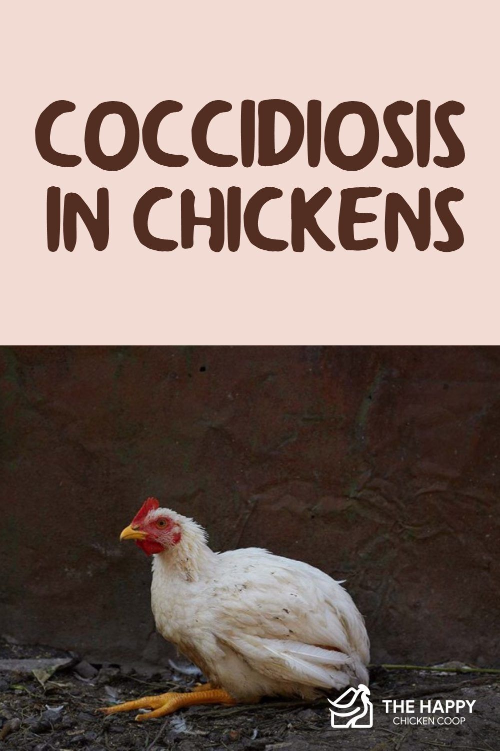 Understanding Coccidiosis: 5 Key Facts Understanding Coccidiosis: 5 Key Facts