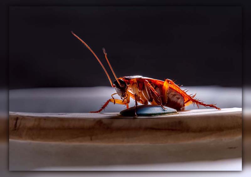 The Cockroach's Unexpected Attractions