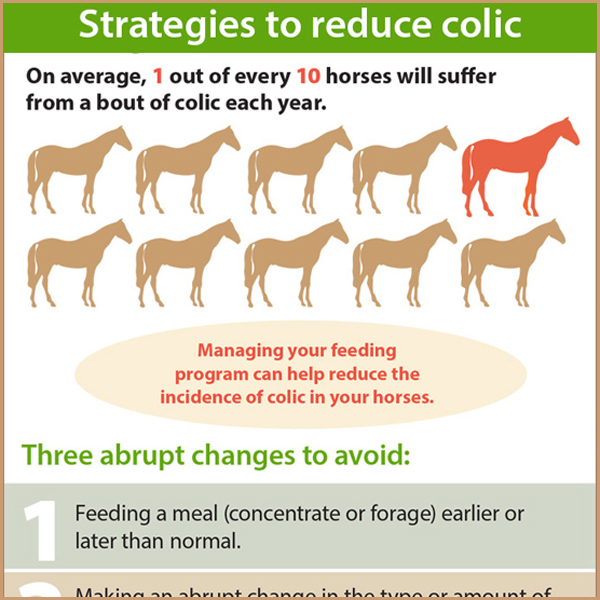 Soothing Horse Colic Treatment Options