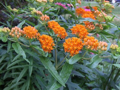 Colorful Plants For Wet Soil Hgtv Colorful Plants For Wet Soil Hgtv