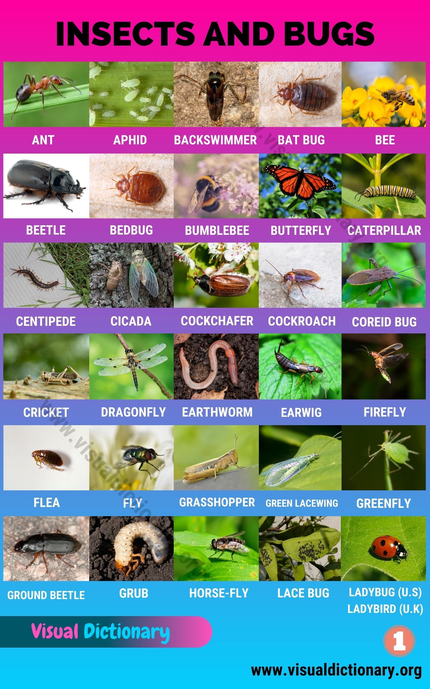 Common Forest Insects Blogger Nepal Common Forest Insects Blogger Nepal