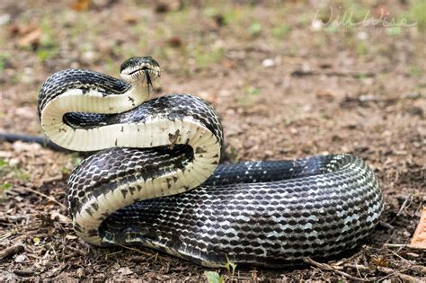 Georgia's Snake Species: A Quick Guide
