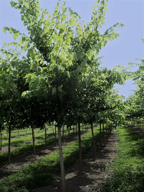 Common Hackberry Clearview Nursery Common Hackberry Common Hackberry Clearview Nursery Common Hackberry