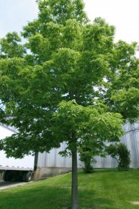 3 Tips for Growing Hackberries