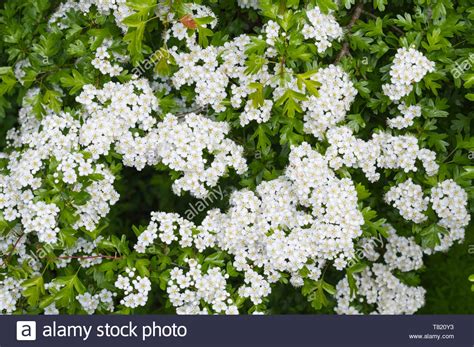 Common Hawthorn Tree Crataegus Monogyna Aka Quickthorn Thornapple Common Hawthorn Tree Crataegus Monogyna Aka Quickthorn Thornapple