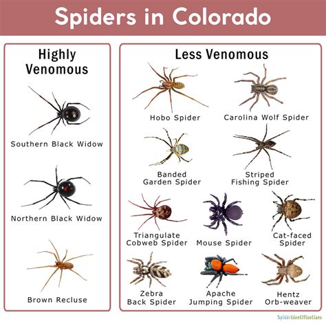 Colorado's Most Common House Spiders