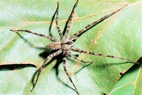 Common Spiders Texas Insect Identification Tools Common Spiders Texas Insect Identification Tools
