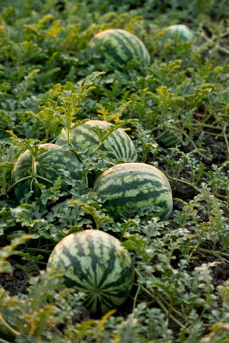 Best Companion Plants for Watermelon