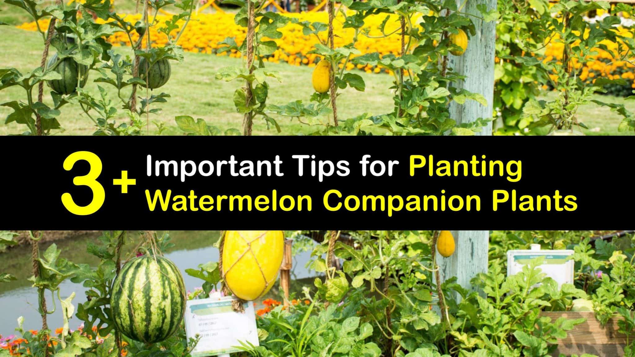 Companion Plants: Perfect Pairings for Watermelons