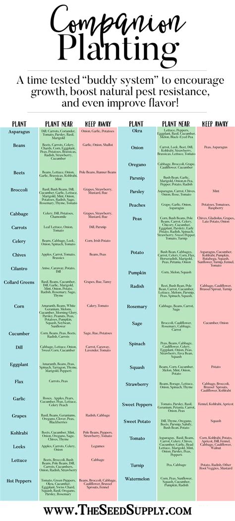 Companion Planting In The Garden The Seed Supply Companion Planting In The Garden The Seed Supply