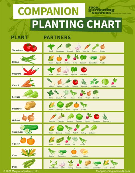 The Ultimate Companion Planting Guide: Your Veggie Chart