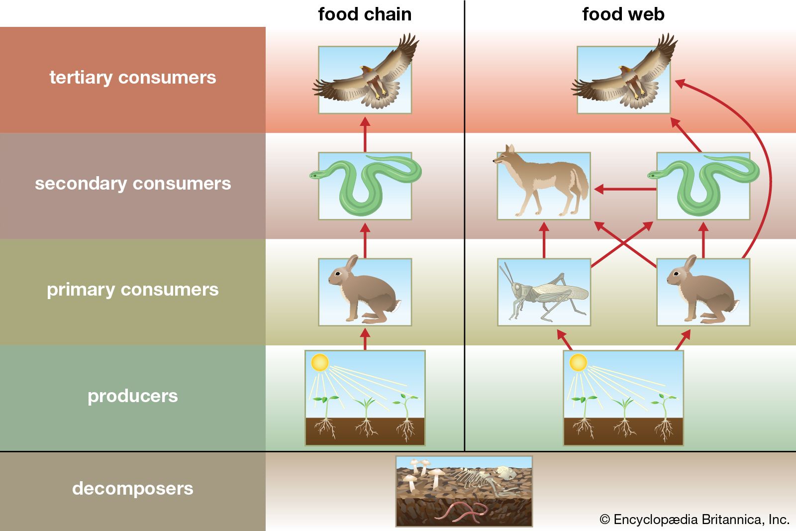 Unveiling Nature's Competition: The Survival Game