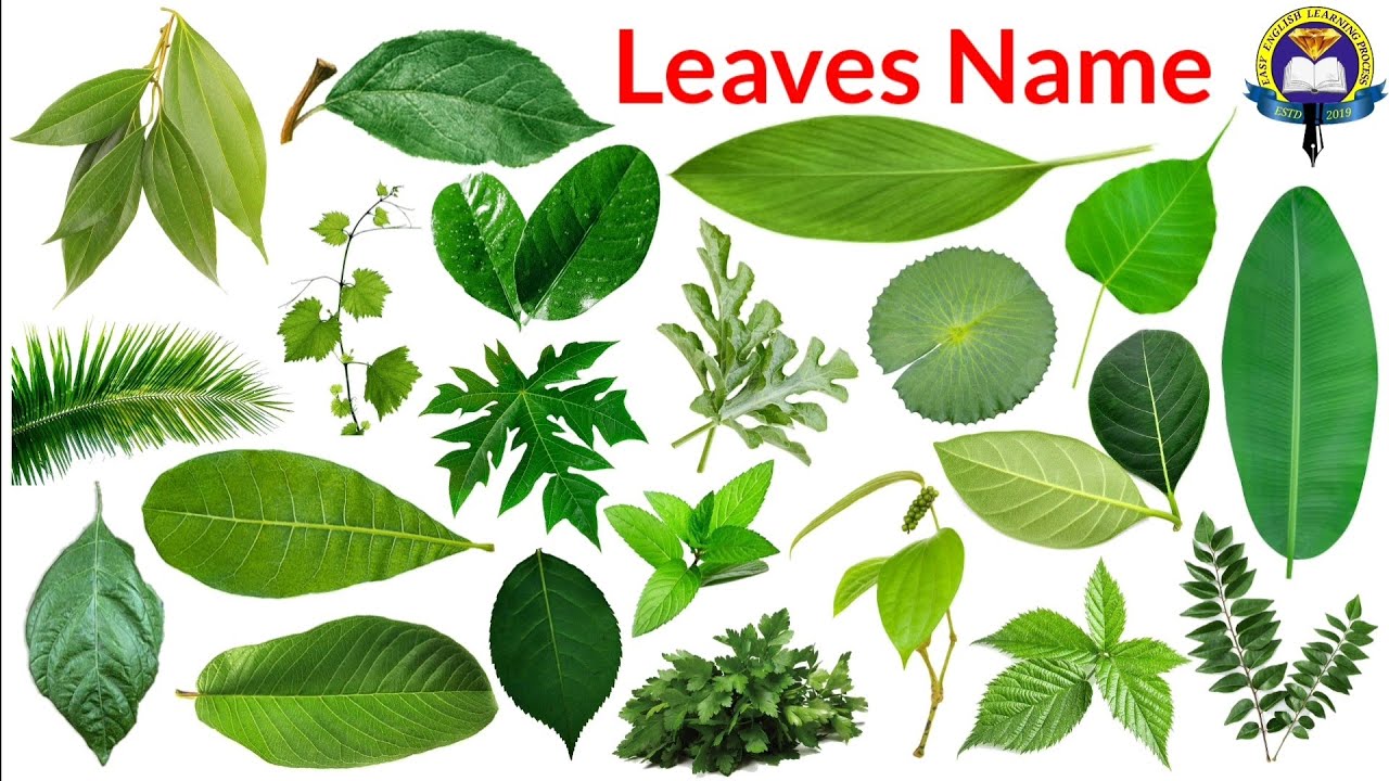 Complete Guide To Different Types Of Leaves With Pictures And Leaf Complete Guide To Different Types Of Leaves With Pictures And Leaf