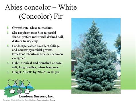 Unlocking the Growth Secrets of Concolor Fir