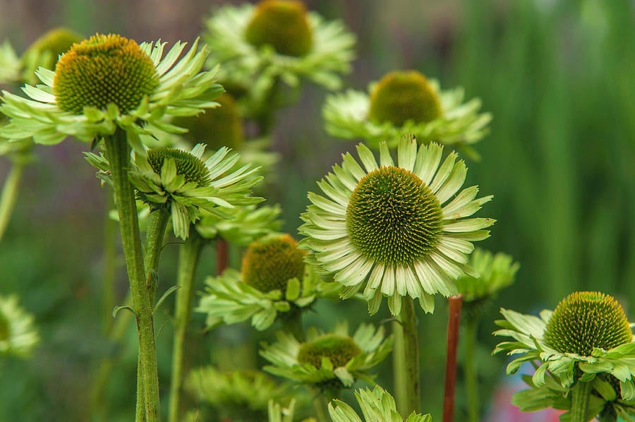 Discover the Beauty of the Coneflower Green Jewel Discover the Beauty of the Coneflower Green Jewel
