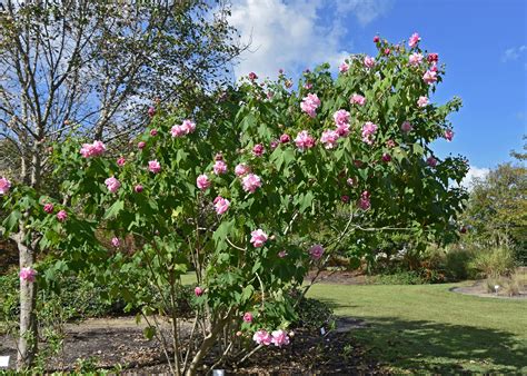 7 Tips to Grow Confederate Roses