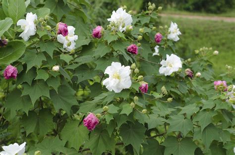 The Ultimate Guide: 5 Pruning Tips
