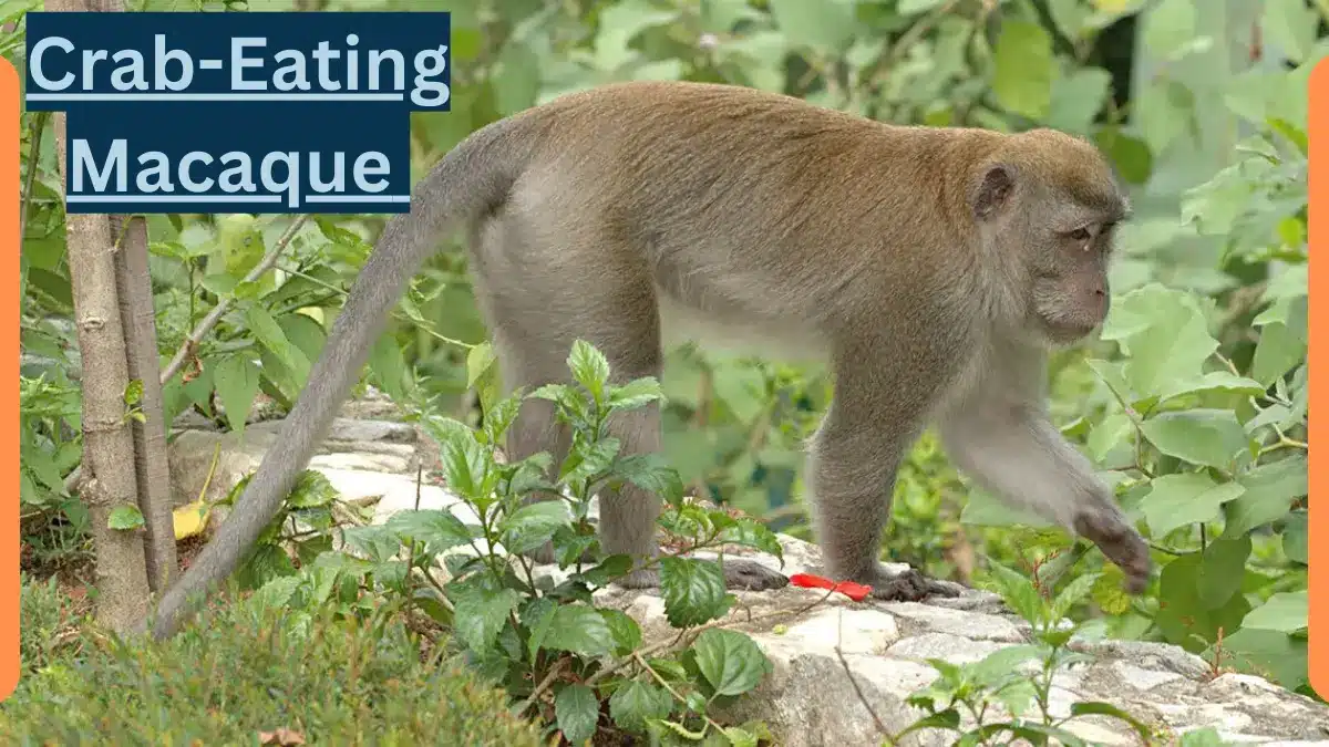 The Fascinating Crab Lover: Macaques
