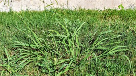 5 Ways to Beat Crabgrass