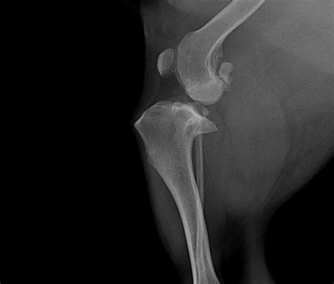 Cranial Anterior Cruciate Ligament Rupture An Overview Of What We Cranial Anterior Cruciate Ligament Rupture An Overview Of What We