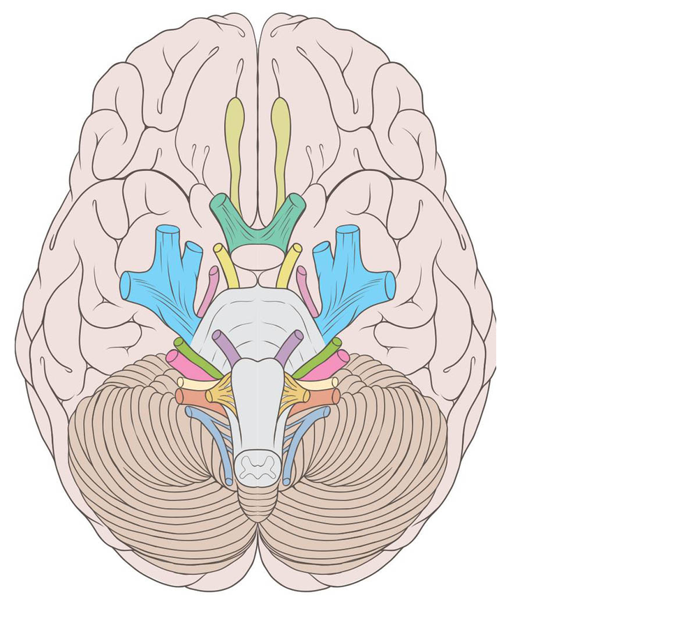 Cranial Nerves Label Challenge Cranial Nerves Label Challenge