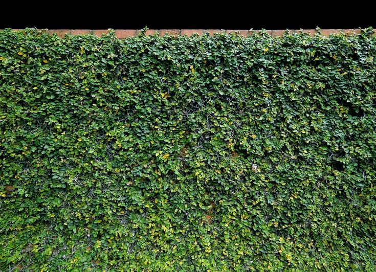 5 Reasons to Love Creeping Fig