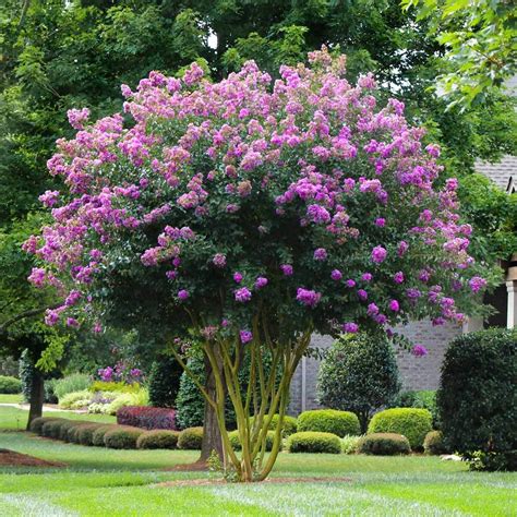 Crepe Myrtle Tree: Muskogee's Summer Beauty
