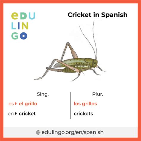 5 Trucos para Aprender Cricket