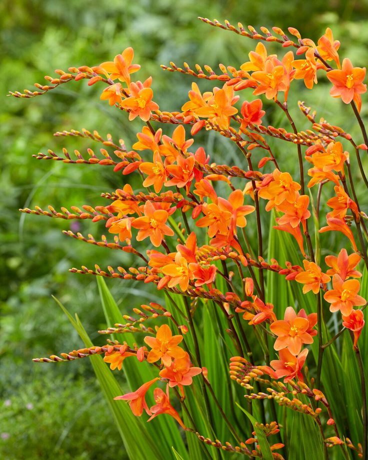 Crocosmia Peach Melba Corms Buy Peach Montbretia Online At Farmer Crocosmia Peach Melba Corms Buy Peach Montbretia Online At Farmer