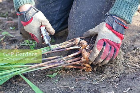When is the Best Time to Prune Crocosmia?