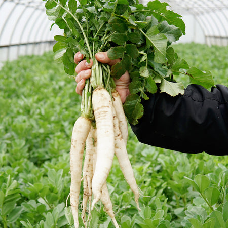 Optimal Daikon Radish Seed Rate: A Guide