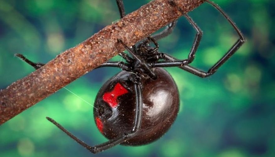 North Carolina's Most Dangerous Spiders