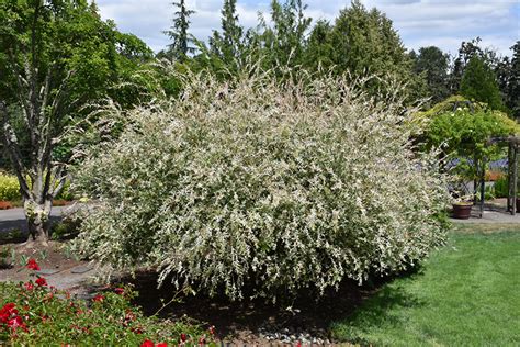Dappled Willow Salix Integra Hakuro Nishiki In Inver Grove Heights Dappled Willow Salix Integra Hakuro Nishiki In Inver Grove Heights