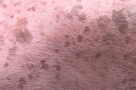 Understanding Dark Spots on Your Dog's Skin Understanding Dark Spots on Your Dog's Skin