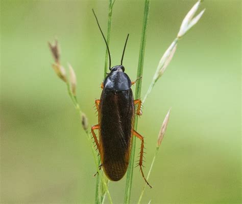 5 Key Facts About Dark Wood Cockroaches